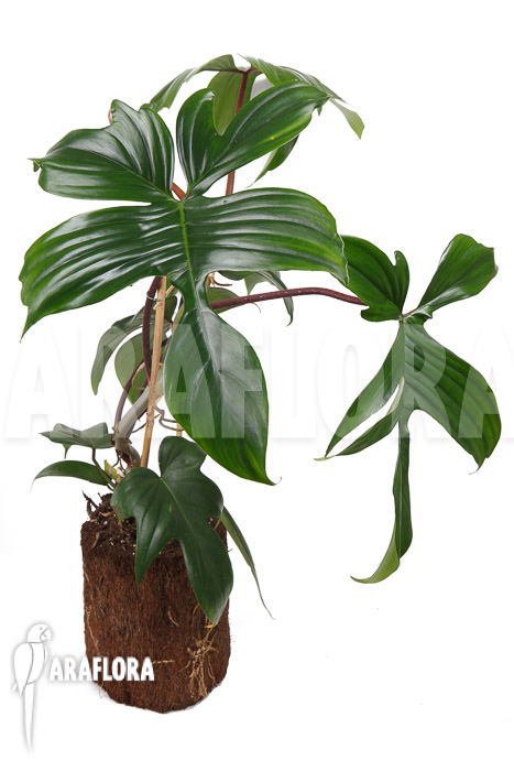 Philodendron pedatum