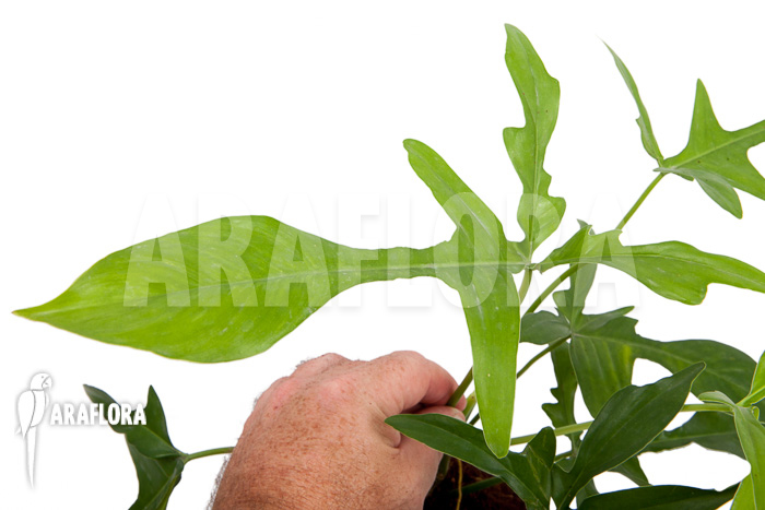 Philodendron pedatum ‘glad hands’