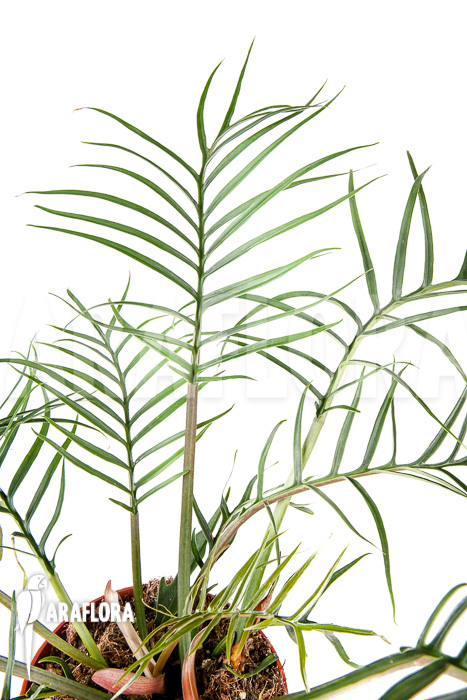 Philodendron polypodioides (tortum) L