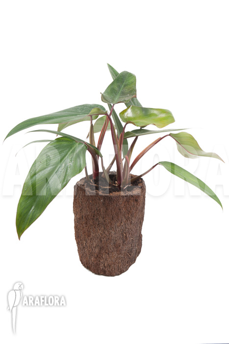 Philodendron ruby
