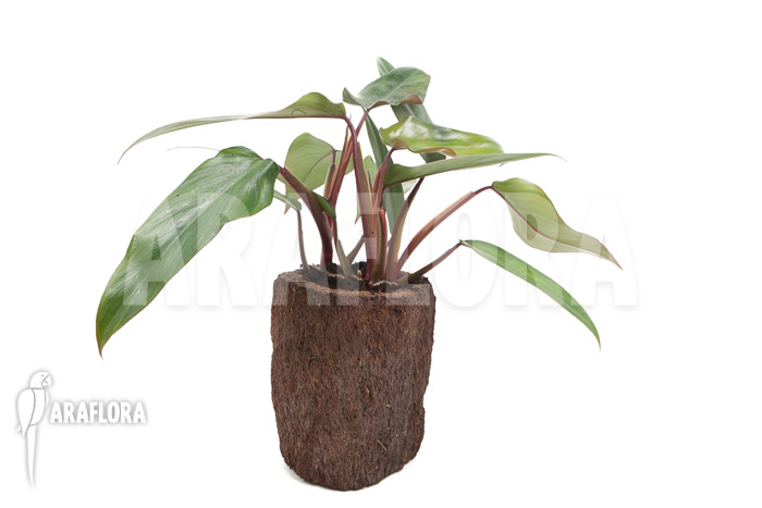 Philodendron ruby