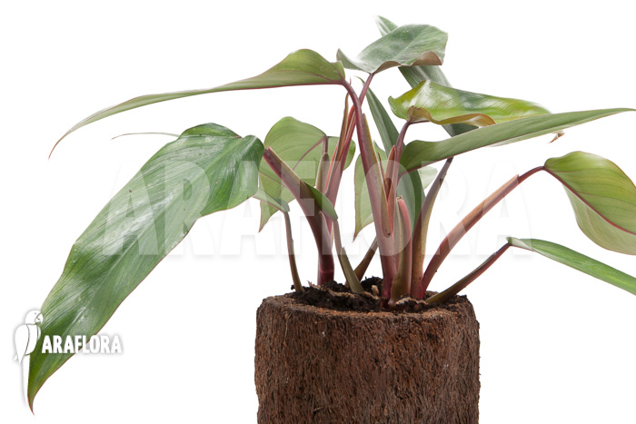 Philodendron ruby