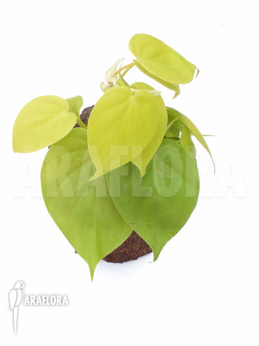 Philodendron scandens ‘Yellow’