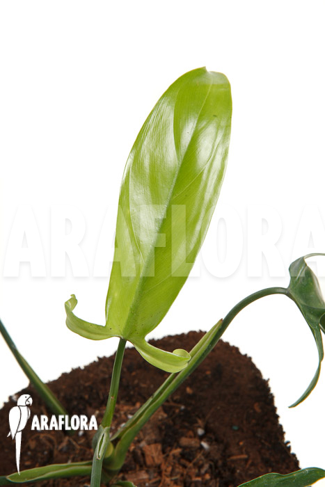 Philodendron sp Colombia