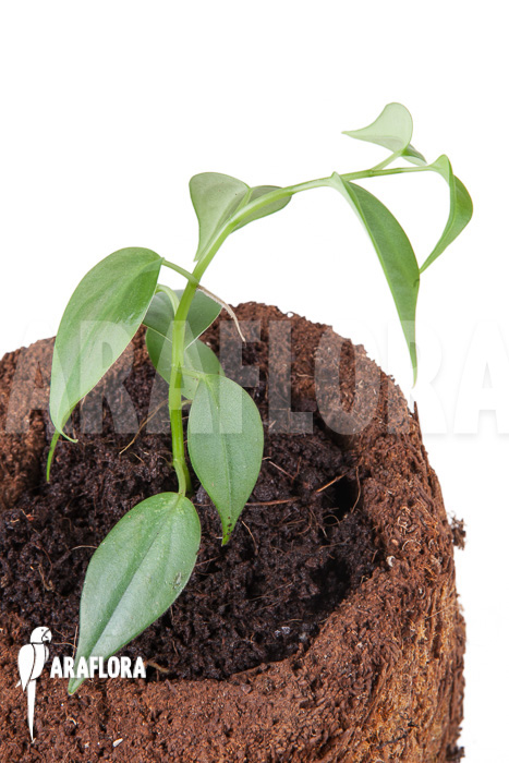 Philodendron species Mini