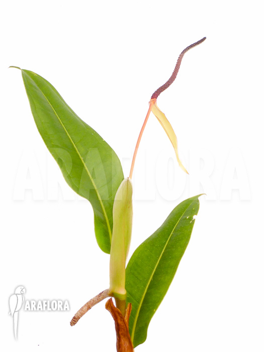 Philodendron species Murback II flower