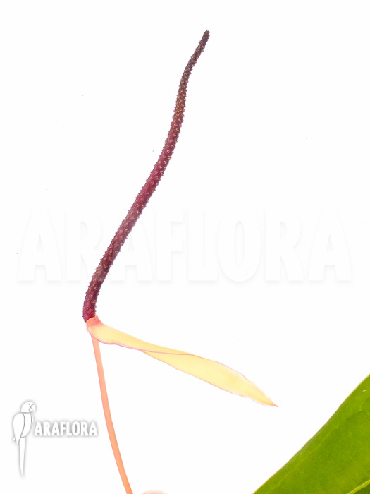 Philodendron species Murback II flower