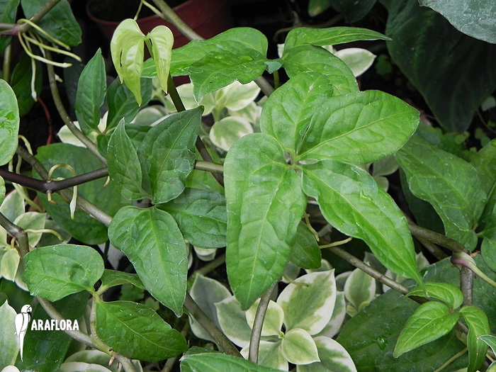 Philodendron species mini ‘Costa Rica’