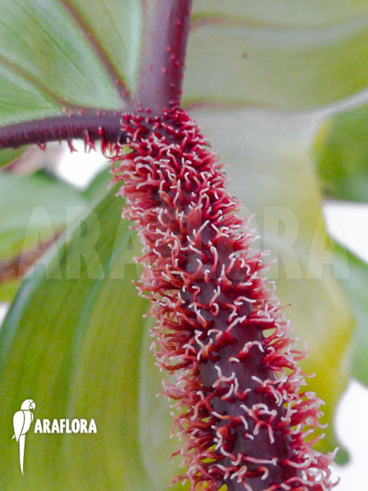 Philodendron squamiferum