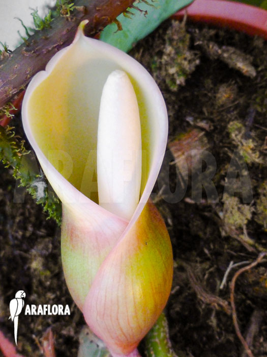 Philodendron squamiferum Flower