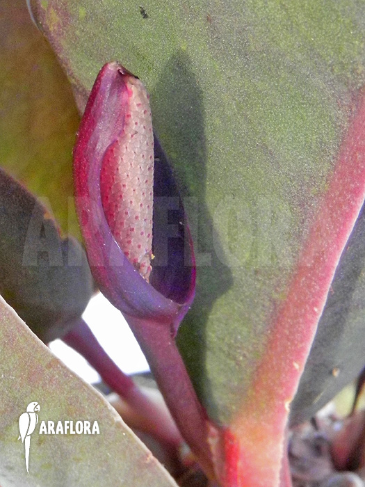 Philodendron superbum