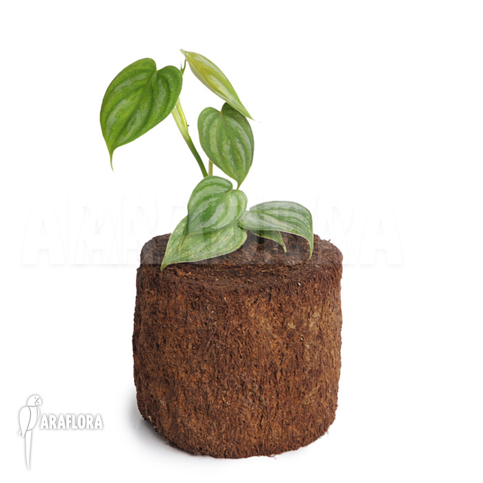 Philodendron variifolium ‘XL’