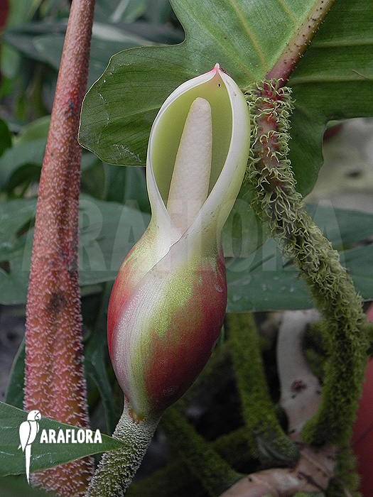 Philodendron verrucosum