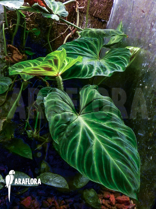 Philodendron verrucosum