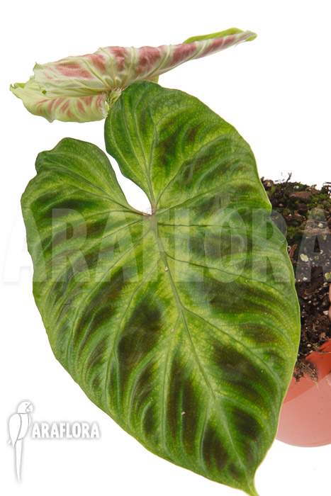 Philodendron verrucosum ‘M’