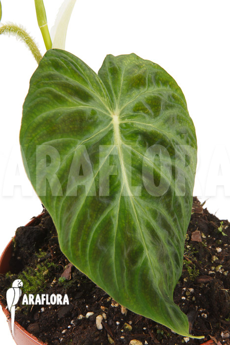 Philodendron-verrucosum-Big-leaf-M-4