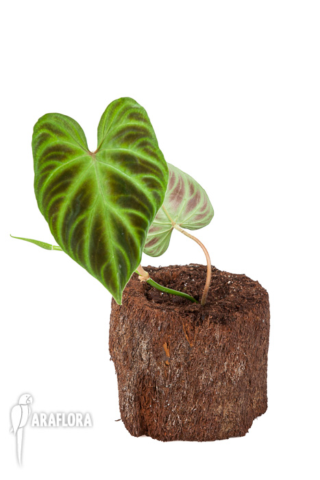 Philodendron verrucosum ‘Starter’