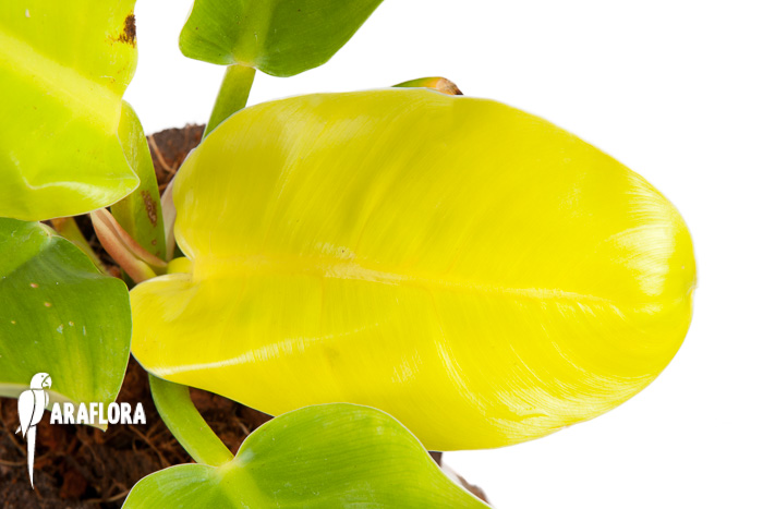 Philodendron x Moonlight