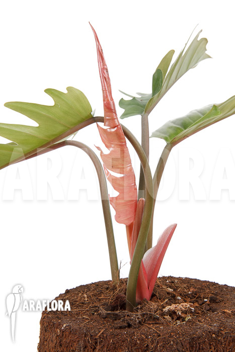 Philodendron x ‘Pluto Red’ ‘starter’