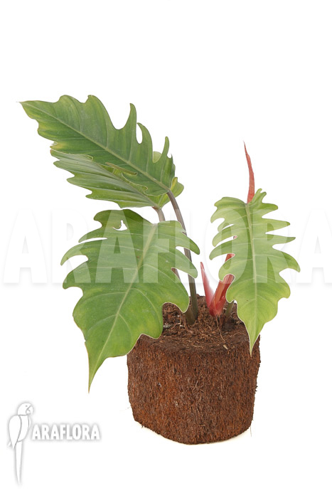 Philodendron x ‘Pluto Red’ ‘starter’