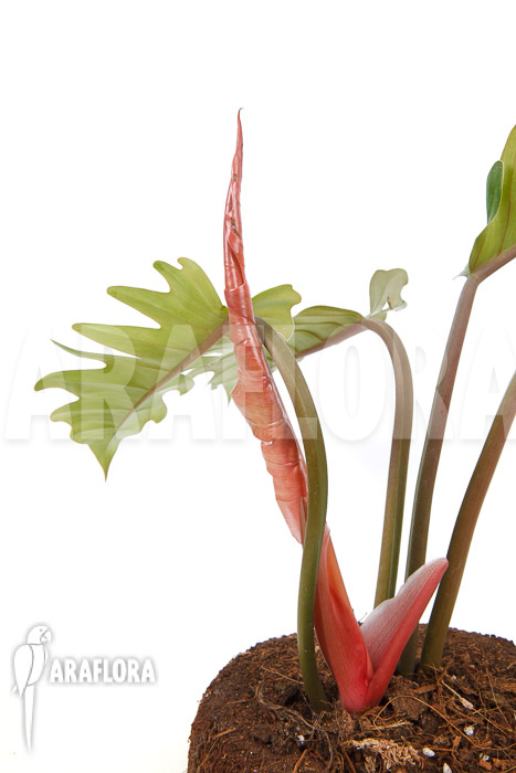 Philodendron x ‘Pluto Red’ ‘starter’