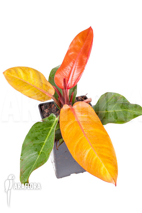 Philodendron x ‘Prince of Orange’