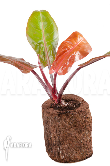 Philodendron x ‘Prince of Orange’ ‘S’