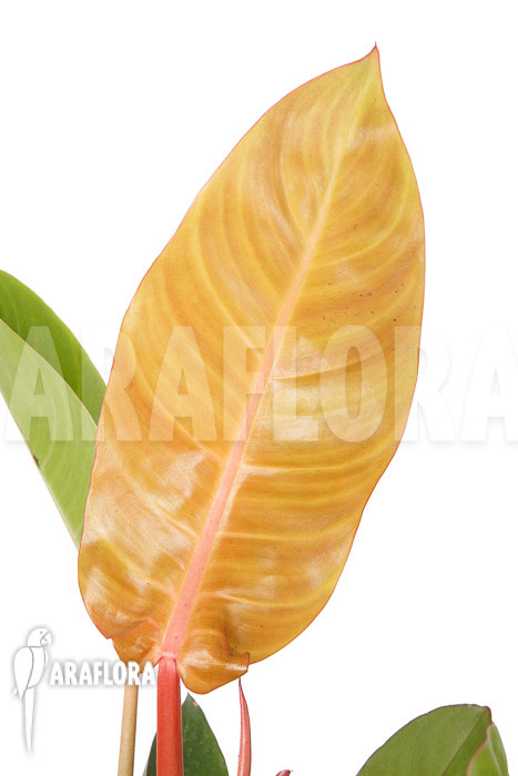 Philodendron x ‘Sun Red’