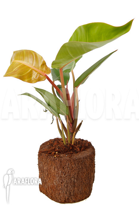 Philodendron x ‘Sun Red’