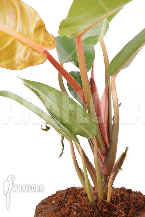 Philodendron x ‘Sun Red’