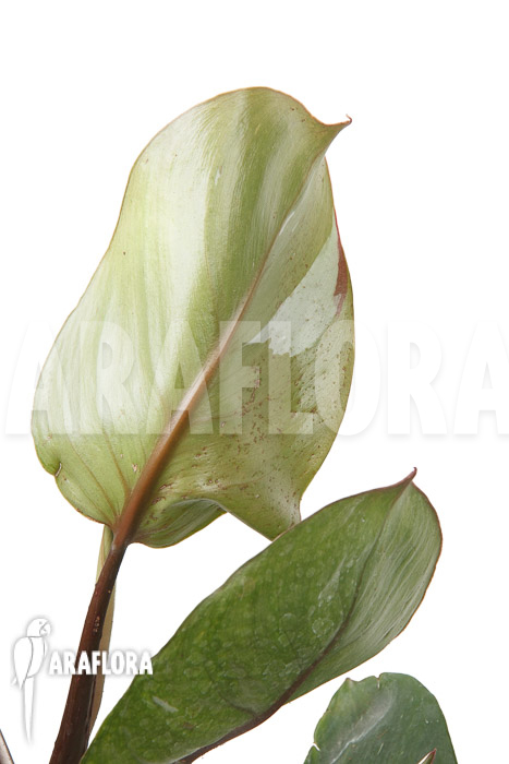 Philodendron x ‘White Knight’ ‘M’