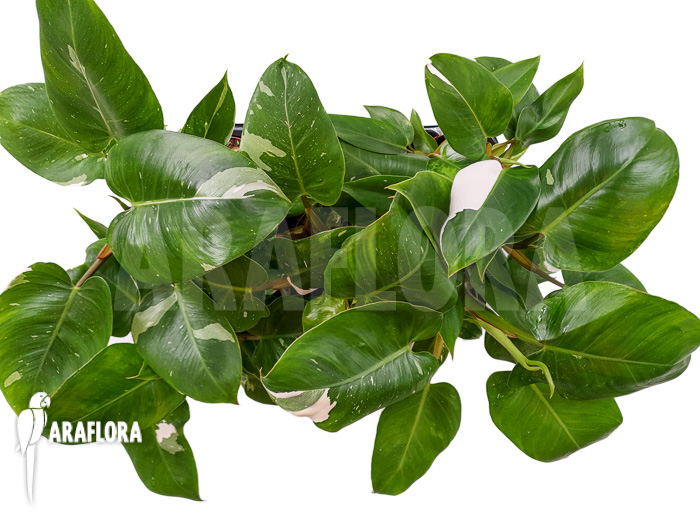 Philodendron x ‘White Princess’