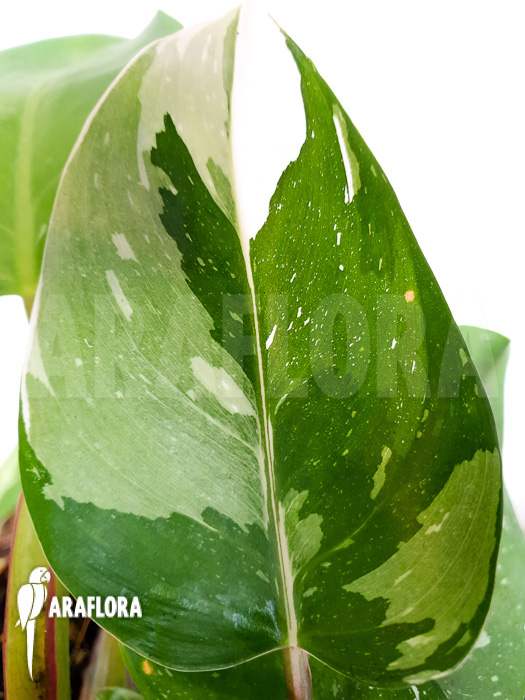 Philodendron x ‘White Princess’