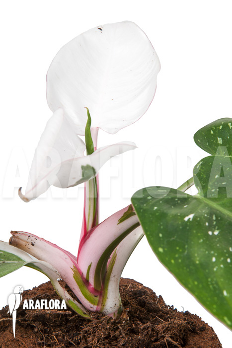 Philodendron x ‘White Princess’ ‘A’ ‘Starter’