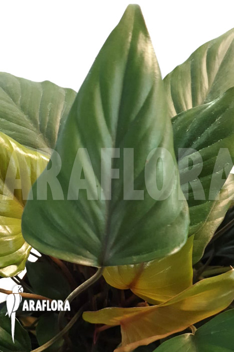 Philodendron x ‘Arrow head’