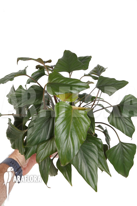 Philodendron-x-arrowhead-4