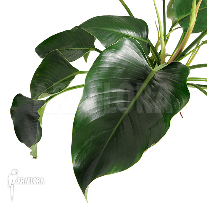 Philodendron x ‘Green beauty’