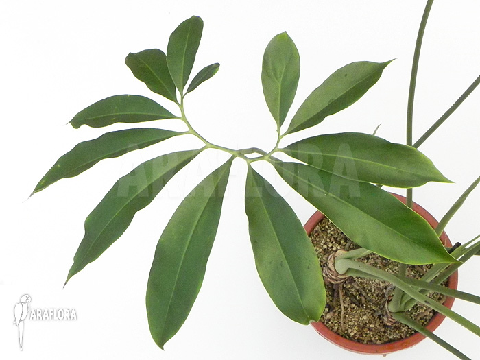 Philodendron goeldii