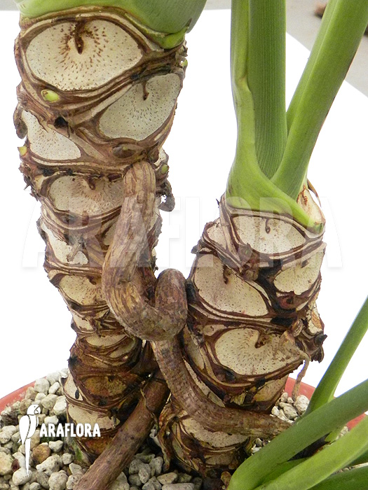 Philodendron goeldii