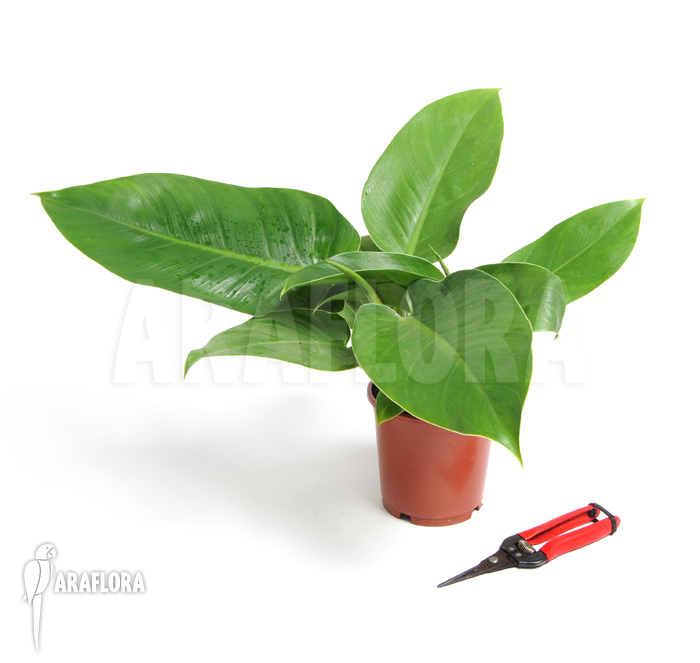 Plant Philodendron x ‘Jungle Green’