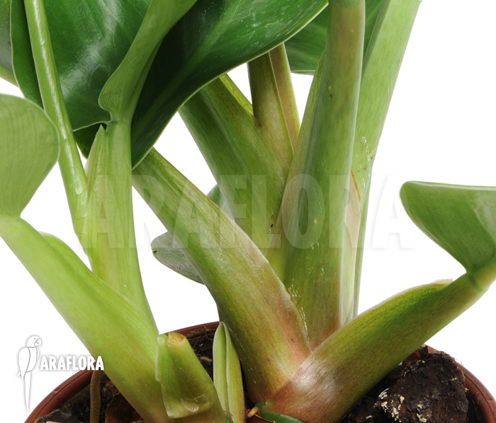 Philodendron x ‘Jungle Green’ detail