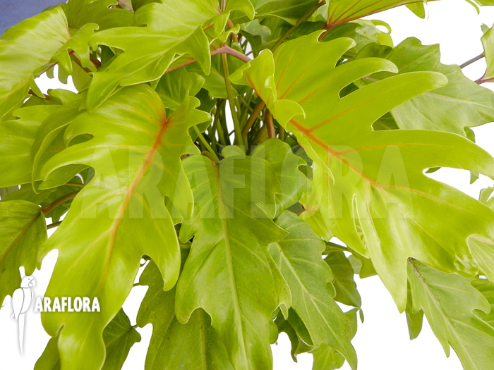 Philodendron xanadu Gold “XL”