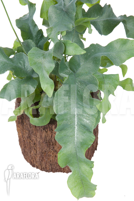 Phlebodium aureum ‘Big’