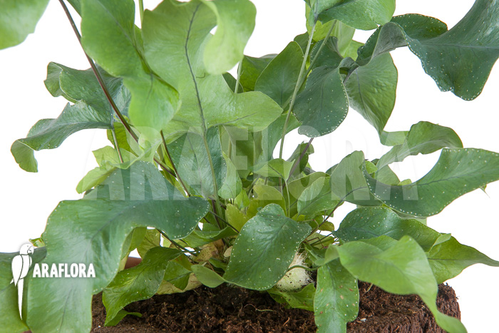 Phlebodium aureum ‘Big’