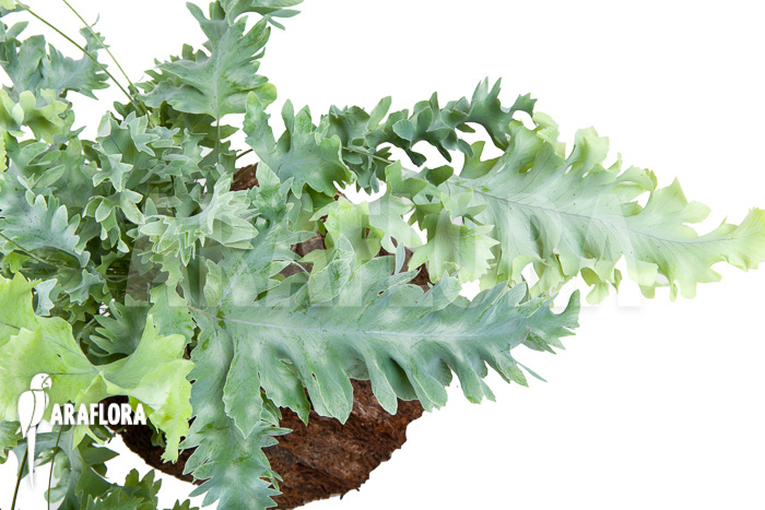 Phlebodium aureum davana