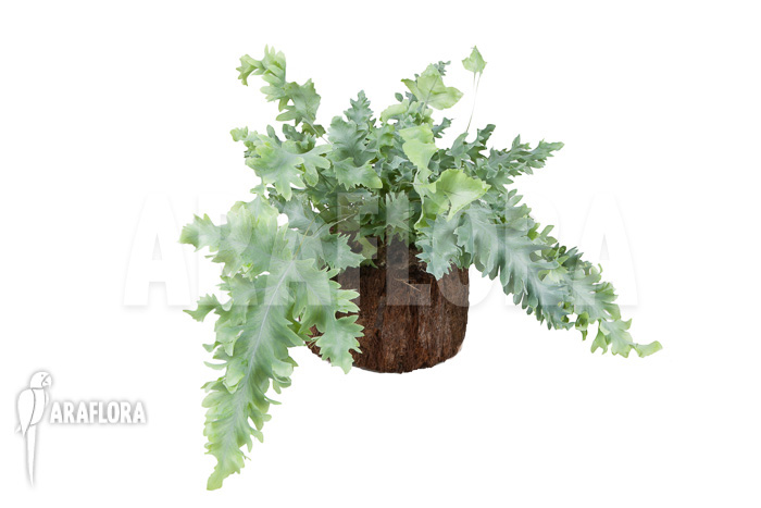 Phlebodium aureum davana