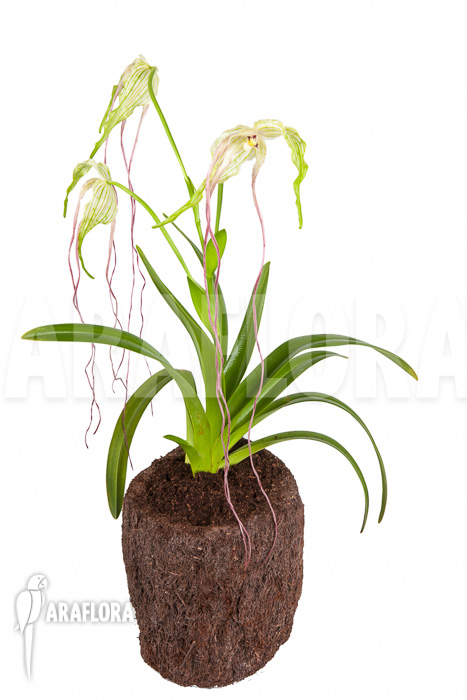 Phragmipedium lindenii