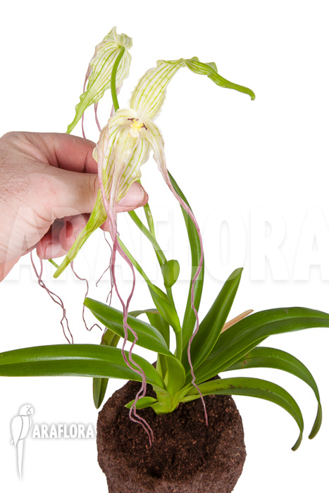 Phragmipedium lindenii
