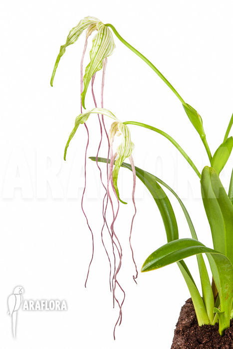 Phragmipedium lindenii