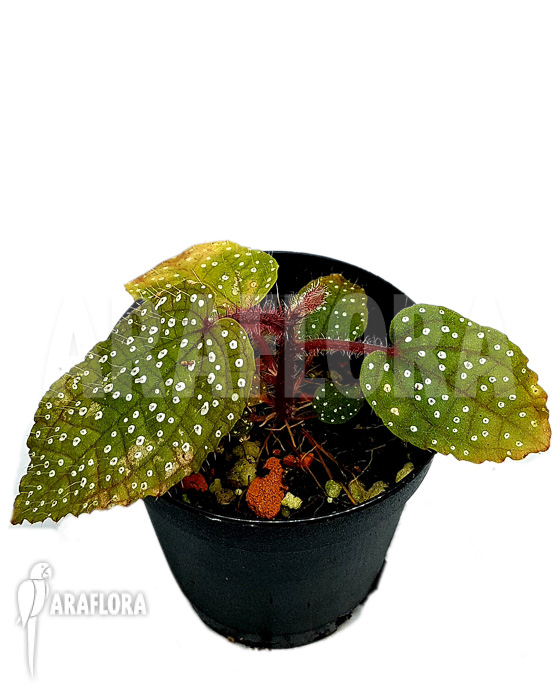 Phyllagathis guttata